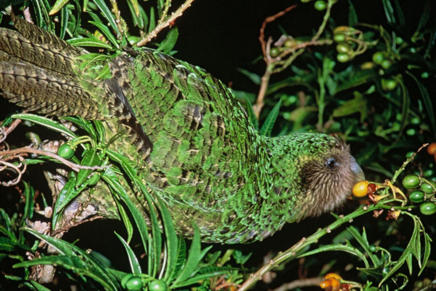 The two-year-old male kākāpō is clinging to the twigs of a poroporo bush as he reaches for ripe frui